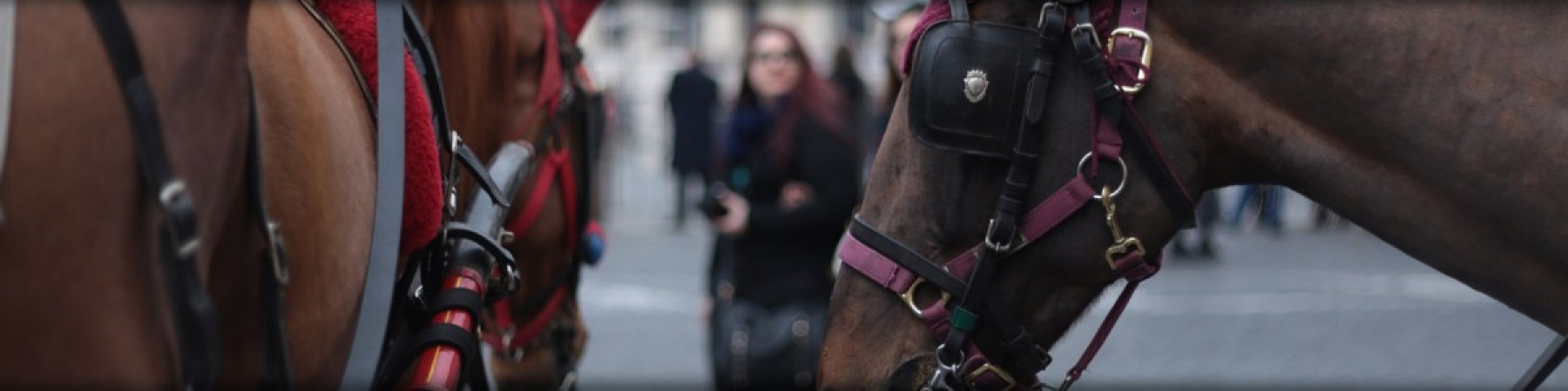  Horse carriage tour of the Ancient Rome